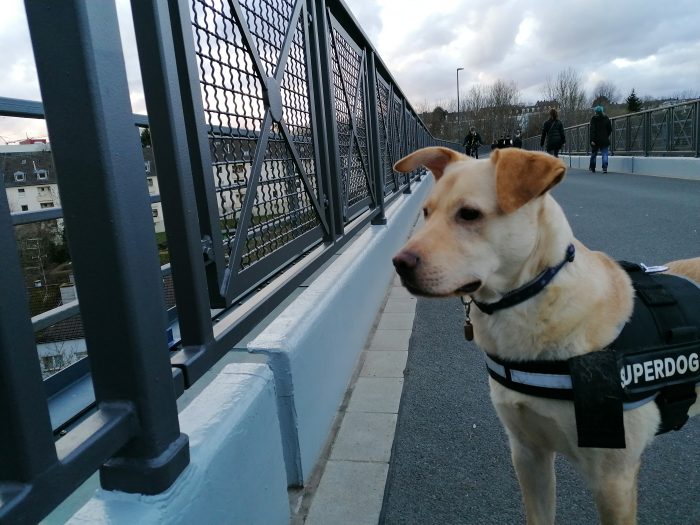 Iwo der Hund